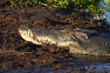 Australia;Australian;billabong;billabongs;croc;crocodile;crocodiles;Crocodylus-Porosus;crocs;Gagadju;Gagudju-Dreaming;Kakadu;Kakadu-N.P.;Kakadu-National-Park;Kakadu-NP;N.T.;national-parks;Northern-Territory;NT;reptile;reptiles;saltwater-crocodile;saltwater-crocodiles;salty;swamp;swampland;Top-End;UN-world-heritage-area;UN-world-heritage-site;UNESCO-World-Heritage-area;UNESCO-World-Heritage-Site;united-nations-world-heritage-area;united-nations-world-heritage-site;wetland;wetlands;wildlife;world-heritage;world-heritage-area;world-heritage-areas;World-Heritage-Park;World-Heritage-site;World-Heritage-Sites;Yellow-Water;Yellow-Water-Billabong;Yellow-Water-Wetland;Yellow-Water-Wetlands