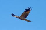 Animal;animals;Australia;Australian;Avian;Beak;bird;bird-of-prey;bird-watching;bird_of_prey;bird_watching;birds;birds-of-prey;birds_of_prey;eco-tourism;eco_tourism;ecotourism;Fauna;flight;fly;flying;Gagadju;Haliastur-sphenurus;Kakadu;Kakadu-N.P.;Kakadu-National-Park;Kakadu-NP;kite;kites;N.T.;national-parks;Natural;Nature;Northern-Territory;NT;Ornithology;raptor;Top-End;UN-world-heritage-area;UN-world-heritage-site;UNESCO-World-Heritage-area;UNESCO-World-Heritage-Site;united-nations-world-heritage-area;united-nations-world-heritage-site;Whistling-Kite;Whistling-Kites;wild;wildlife;Wing;world-heritage;world-heritage-area;world-heritage-areas;World-Heritage-Park;World-Heritage-site;World-Heritage-Sites;Yellow-Water;Yellow-Water-Billabong;Yellow-Water-Wetland;Yellow-Water-Wetlands