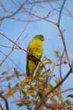 Animal;animals;Aprosmictus-erythropterus;Australasia;Australia;avian;bird;bird-watching;bird_watching;birds;eco-tourism;eco_tourism;ecotourism;Fauna;N.T.;Natural;Nature;Northern-Territory;NT;Ornithology;parrot;parrots;Pine-Creek;Red_winged-Parrot;Red_winged-Parrots;Top-End;wild;Wildlife
