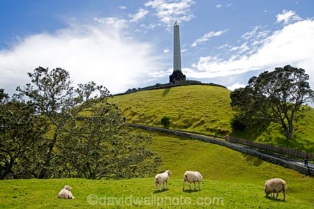 agricultural;agriculture;Animal;Animals;Auckland;Cronwall-Park;Daytime;ewes;farm;Farm-animals;farming;farms;field;fields;Herbivore;Herbivores;Herbivorous;Livestock;Mammal;Mammals;Maungakiekie;meadow;meadows;N.I.;N.Z.;New-Zealand;NI;North-Island;NZ;obelisk;One-Tree-Hill;One-Tree-Hill-Domain;Outdoor;Outdoors;Outside;paddock;paddocks;pasture;pastures;Sheep;stock;white;wool;woolly;wooly