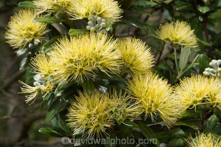 Auckland;Aurea;bloom;blooms;Cornwall-Park;flower;flowers;icon;icons;leaf;leaves;Metrosideros-excelsa;Metrosideros-excelsa-Aurea;N.I.;N.Z.;native;nature;New-Zealand;NI;north-is.;North-Island;NZ;One-Tree-Hill;Pohutukawa;pohutukawas;summer;symbol;symbols;Yellow;Yellow-Pohutukawa;Yellow-Pohutukawa-Flower;Yellow-Pohutukawa-Flowers;Yellow-Pohutukawas