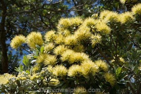 Auckland;Aurea;bloom;blooms;Cornwall-Park;flower;flowers;icon;icons;leaf;leaves;Metrosideros-excelsa;Metrosideros-excelsa-Aurea;N.I.;N.Z.;native;nature;New-Zealand;NI;north-is.;North-Island;NZ;One-Tree-Hill;Pohutukawa;pohutukawas;summer;symbol;symbols;Yellow;Yellow-Pohutukawa;Yellow-Pohutukawa-Flower;Yellow-Pohutukawa-Flowers;Yellow-Pohutukawas