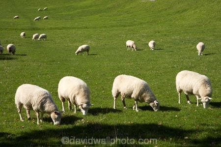 agricultural;agriculture;auckland;cornwall-park;farm;farming;farmland;farms;field;fields;grass;Maungakiekie;meadow;meadows;N.I.;n.z.;new-zealand;NI;north-island;nz;one-tree-hill;one-tree-hill-domain;paddock;paddocks;pasture;pastures;sheep;stock