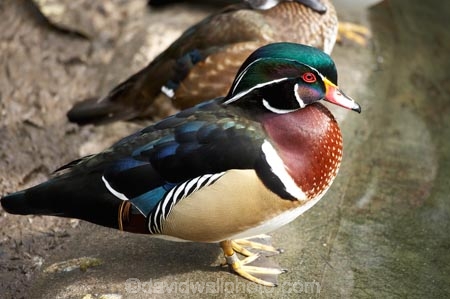 Aix-sponsa;Aix-sponsa-lateral;Animal;animals;Auckland;Auckland-Zoo;Avian;bird;bird-watching;bird_watching;birds;Carolina-Duck;drake;drakes;duck;ducks;eco-tourism;eco_tourism;ecotourism;Fauna;N.I.;N.Z.;Natural;Nature;New-Zealand;NI;North-is;North-Island;NZ;Ornithology;wildlife;wildlife-park;wildlife-parks;Wood-Duck;wood-ducks;zoo;zoos;zoozs