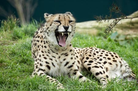 Acinonyx-jubatus;African;Auckland;Auckland-Zoo;carnivore;carnivorous;cat;cats;cheetah;cheetahs;fauna;felidae;mammal;mammals;N.I.;N.Z.;New-Zealand;NI;North-is;North-Island;NZ;wildlife;wildlife-park;wildlife-parks;zoo;zoos
