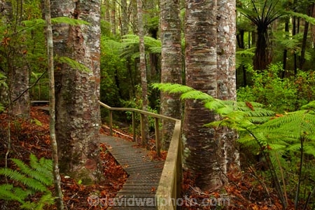 Auckland;Auckland-Region;fern;ferns;forest;forests;frond;fronds;kauri;Kauri-forest;kauri-tree;kauri-trees;kauris;N.Z.;native-bush;native-forest;native-forests;nature;New-Zealand;North-Auckland;North-Is.;North-Island;Nth-Is;NZ;Parry-Kauri-Park;path-pathway;paths;tree;trees;walking-track;walking-tracks;Warkworth;wood;woods
