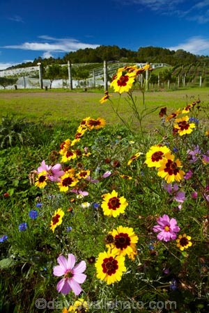 agricultural;agriculture;Ascension-Vineyard;Ascension-Wine-Estate;Ascension-Winery;Auckland;Auckland-region;country;countryside;crop;crops;cultivation;farm;farming;farmland;farms;field;fields;flower;flowers;grape;grapes;grapevine;horticulture;Matakana;N.Z.;New-Zealand;North-Auckland;North-Is.;North-Island;Nth-Is;NZ;Rodney-District;row;rows;rural;vine;vines;vineyard;vineyards;vintage;wild-flower;wild-flowers;wildflower;wildflowers;wine;wineries;winery;wines;yellow