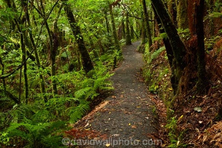 Auckland;bush-native-bush;forest;green;Hunua-Falls-Loop-Track;Hunua-Falls-Loop-Walk;Hunua-Falls-Regional-Park;Hunua-Ranges;Hunua-Ranges-Regional-Park;lush;N.Z.;native-forest;New-Zealand;New-Zealand-bush;North-Is.;North-Island;Nth-Is;NZ;track;tracks;walking-track;walking-tracks