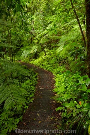Auckland;bush-native-bush;forest;green;Hunua-Falls-Loop-Track;Hunua-Falls-Loop-Walk;Hunua-Falls-Regional-Park;Hunua-Ranges;Hunua-Ranges-Regional-Park;lush;N.Z.;native-forest;New-Zealand;New-Zealand-bush;North-Is.;North-Island;Nth-Is;NZ;track;tracks;walking-track;walking-tracks