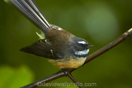 Animal;animals;Auckland;avian;bird;bird-spotting;bird-watching;bird_watching;birds;eco-tourism;eco_tourism;ecotourism;fantail;fantails;Fauna;forest-bird;Hunua-Falls-Regional-Park;Hunua-Ranges;Hunua-Ranges-Regional-Park;insectivorous-bird;insectivorous-birds;N.Z.;Natural;Nature;New-Zealand;New-Zealand-fantail;North-Is.;North-Island;Nth-Is;NZ;NZ-fantail;Ornithology;Rhipidura-fuliginosa;wild;wildlife