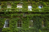 Auckland;building;buildings;green;heritage;historic;historic-building;historic-buildings;historical;historical-building;historical-buildings;history;N.Z.;New-Zealand;North-Is.;North-Island;Northern-Club-Building;Nth-Is;NZ;old;plant;tradition;traditional;Virginia-Creeper