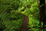 Auckland;bush-native-bush;forest;green;Hunua-Falls-Loop-Track;Hunua-Falls-Loop-Walk;Hunua-Falls-Regional-Park;Hunua-Ranges;Hunua-Ranges-Regional-Park;lush;N.Z.;native-forest;New-Zealand;New-Zealand-bush;North-Is.;North-Island;Nth-Is;NZ;track;tracks;walking-track;walking-tracks