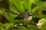 Animal;animals;Auckland;avian;bird;bird-spotting;bird-watching;bird_watching;birds;eco-tourism;eco_tourism;ecotourism;fantail;fantails;Fauna;forest-bird;Hunua-Falls-Regional-Park;Hunua-Ranges;Hunua-Ranges-Regional-Park;insectivorous-bird;insectivorous-birds;N.Z.;Natural;Nature;New-Zealand;New-Zealand-fantail;North-Is.;North-Island;Nth-Is;NZ;NZ-fantail;Ornithology;Rhipidura-fuliginosa;wild;wildlife