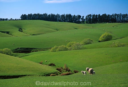 agriculture;Clinton;farm;farming;Farmland;farms;field;fields;grass;green;lamb;lambs;lush;meadow;meadows;n.z.;New-Zealand;nz;paddock;paddocks;pasture;pastures;plain;plains;rural;sheep;South-Island;South-Otago;Southland;spring;verdant