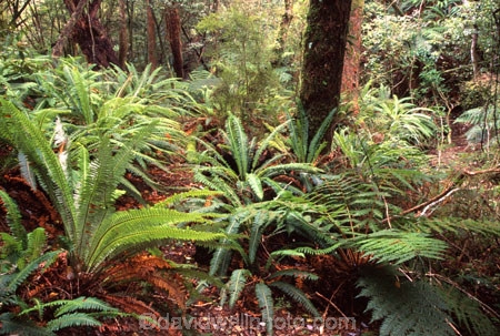 Akatore-Forst;Catlins;fern;forest;frond;fronds;green;icon;icons;n.z.;native;nature;New-Zealand;nz;Otago;radiate;South-Island;Southern-Scenic-Route;symbol;symbols;Taieri-Mouth;Tree-Fern;Tree-Ferns