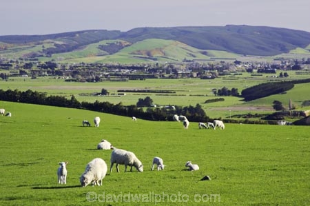 agricultural;agriculture;country;countryside;farm;farming;farmland;farms;fibre;field;fields;grass;grassy;horticulture;lamb;lush;meadow;meadows;paddock;paddocks;pasture;pastures;rural;season;seasonal;seasons;sheep;verdant;wool;woolly;wooly