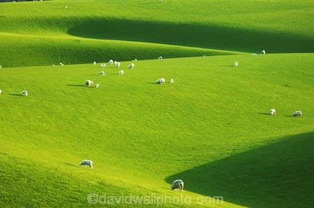 agricultural;agriculture;balclutha;clinton;cloud;clouds;cloudy;country;countryside;farm;farming;farmland;farms;fibre;field;fields;grass;grassy;green;horticulture;lamb;lush;meadow;meadows;new-zealand;paddock;paddocks;pasture;pastures;rural;sheep;south-island;south-otago;verdant;wool;woolly;wooly