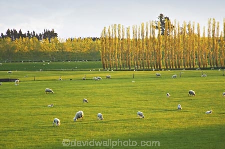 agricultural;agriculture;balclutha;clinton;cloud;clouds;cloudy;country;countryside;farm;farming;farmland;farms;fibre;field;fields;grass;grassy;green;horticulture;lamb;lush;meadow;meadows;new-zealand;paddock;paddocks;pasture;pastures;poplar;poplars;rural;sheep;south-island;south-otago;verdant;wool;woolly;wooly