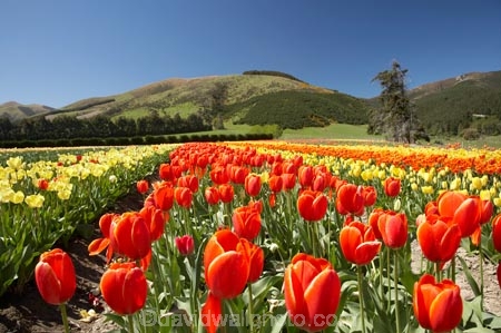 bloom;blooming;blooms;color;colorful;colors;colour;colourful;colours;country;countryside;cultivation;farm;farming;farmland;farms;field;fields;flora;floral;flower;flowers;fresh;garden;grow;growing;growth;horticulture;N.Z.;New-Zealand;NZ;paddock;paddocks;red;renew;rural;S.I.;season;seasonal;seasons;SI;South-Is.;South-Island;spring;springtime;Tapanui;tulip;tulip-bulb-growing;tulip-field;Tulip-Fields;Tulipa-sp.;tulips;West-Otago;yellow