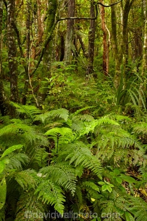 beautiful;beauty;bush;Catlins;Catlins-District;Catlins-Region;cyathea;endemic;fern;fern-frond;fern-fronds;ferns;forest;forests;frond;fronds;green;N.Z.;native;native-bush;natives;natural;nature;New-Zealand;NZ;Otago;plant;plants;rain-forest;rain-forests;rain_forest;rain_forests;rainforest;rainforests;S.I.;scene;scenic;SI;South-Is;South-Island;South-Otago;Sth-Is;Sth-Otago;tree;trees;woods