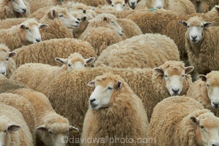 agricultural;agriculture;Animal;Animals;Catlins;Catlins-District;Catlins-Region;country;countryside;Crowd;Crowded;Crowds;drove;droving;ewes;farm;Farm-animals;farming;farms;field;fields;flock;flocks;herbivore;herbivores;herbivorous;herd;herds;livestock;mammal;mammals;meadow;meadows;mob;mobs;muster;mustering;N.Z.;New-Zealand;NZ;Otago;Outdoor;Outdoors;Outside;paddock;paddocks;pasture;pastures;rural;S.I.;sheep;SI;South-Is;South-Island;South-Otago;Sth-Is;Sth-Otago;stock;white;wool;woolly;wooly