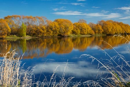 autuminal;autumn;Autumn-colour;autumn-colours;autumnal;Balclutha;blue;calm;Clutha-District;Clutha-River;Clutha-River-north-branch;color;colors;colour;colours;deciduous;fall;gold;golden;Inch-Clutha;Kaitangata;leaf;leaves;Mata_Au;Matau;N.Z.;New-Zealand;Northern-Branch-Clutha-River;NZ;Otago;placid;quiet;reflected;reflection;reflections;river;rivers;S.I.;season;seasonal;seasons;serene;SI;smooth;South-Is;South-Island;South-Otago;Sth-Is;still;tranquil;tree;trees;water;willow;willow-tree;willows;yellow