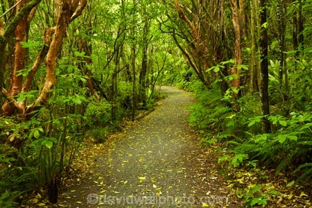 beautiful;beauty;bush;Catlins;Catlins-District;Catlins-Region;cyathea;endemic;fern;fern-frond;fern-fronds;ferns;forest;forests;frond;fronds;green;N.Z.;native;native-bush;natives;natural;nature;New-Zealand;NZ;Otago;plant;plants;rain-forest;rain-forests;rain_forest;rain_forests;rainforest;rainforests;S.I.;scene;scenic;SI;South-Is;South-Island;South-Otago;Sth-Is;Sth-Otago;tree;trees;woods;track;tracks;path;paths