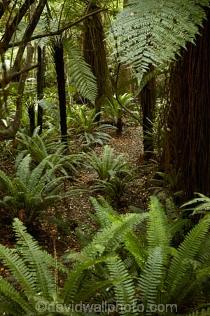 beautiful;beauty;bush;Catlins;Catlins-District;Catlins-Region;cyathea;endemic;fern;fern-frond;fern-fronds;ferns;forest;forests;frond;fronds;green;N.Z.;native;native-bush;natives;natural;nature;New-Zealand;NZ;Otago;plant;plants;rain-forest;rain-forests;rain_forest;rain_forests;rainforest;rainforests;S.I.;scene;scenic;SI;South-Is;South-Island;South-Otago;Sth-Is;Sth-Otago;tree;trees;woods