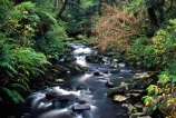 bush;Catlins;creek;long-exposure;long_exposure;McLean-Falls;n.z.;natural;nature;New-Zealand;nz;overgrown;river-bed;rivers;South-Island;Southland;Tautuku-River;vegetation
