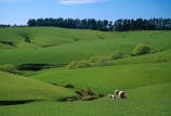 agriculture;Clinton;farm;farming;Farmland;farms;field;fields;grass;green;lamb;lambs;lush;meadow;meadows;n.z.;New-Zealand;nz;paddock;paddocks;pasture;pastures;plain;plains;rural;sheep;South-Island;South-Otago;Southland;spring;verdant