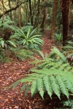 Akatore-Forst;Catlins;fern;forest;frond;fronds;green;icon;icons;n.z.;native;nature;New-Zealand;nz;Otago;radiate;South-Island;Southern-Scenic-Route;symbol;symbols;Taieri-Mouth;Tree-Fern;Tree-Ferns