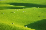 agricultural;agriculture;balclutha;clinton;cloud;clouds;cloudy;country;countryside;farm;farming;farmland;farms;fibre;field;fields;grass;grassy;green;horticulture;lamb;lush;meadow;meadows;new-zealand;paddock;paddocks;pasture;pastures;rural;sheep;south-island;south-otago;verdant;wool;woolly;wooly
