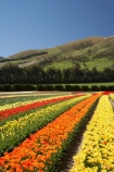 bloom;blooming;blooms;color;colorful;colors;colour;colourful;colours;country;countryside;cultivation;farm;farming;farmland;farms;field;fields;flora;floral;flower;flowers;fresh;garden;grow;growing;growth;horticulture;N.Z.;New-Zealand;NZ;orange;paddock;paddocks;renew;rural;S.I.;season;seasonal;seasons;SI;South-Is.;South-Island;spring;springtime;Tapanui;tulip;tulip-bulb-growing;tulip-field;Tulip-Fields;Tulipa-sp.;tulips;West-Otago;yellow