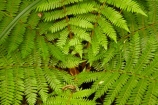 beautiful;beauty;bush;Catlins;Catlins-District;Catlins-Region;cyathea;endemic;fern;fern-detail;fern-details;fern-frond;fern-fronds;ferns;forest;forests;frond;fronds;green;N.Z.;native;native-bush;natives;natural;nature;New-Zealand;NZ;Otago;plant;plants;radial;rain-forest;rain-forests;rain_forest;rain_forests;rainforest;rainforests;S.I.;scene;scenic;SI;South-Is;South-Island;South-Otago;Sth-Is;Sth-Otago;tree;trees;woods