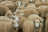 agricultural;agriculture;Animal;Animals;Catlins;Catlins-District;Catlins-Region;country;countryside;Crowd;Crowded;Crowds;drove;droving;ewes;farm;Farm-animals;farming;farms;field;fields;flock;flocks;herbivore;herbivores;herbivorous;herd;herds;livestock;mammal;mammals;meadow;meadows;mob;mobs;muster;mustering;N.Z.;New-Zealand;NZ;Otago;Outdoor;Outdoors;Outside;paddock;paddocks;pasture;pastures;rural;S.I.;sheep;SI;South-Is;South-Island;South-Otago;Sth-Is;Sth-Otago;stock;white;wool;woolly;wooly