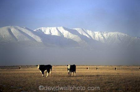 cow;mountain;mountains;farm;farms;farming;pasture;pastures;paddock;paddocks;field;fields;snow;winter;grass;rural;agriculture