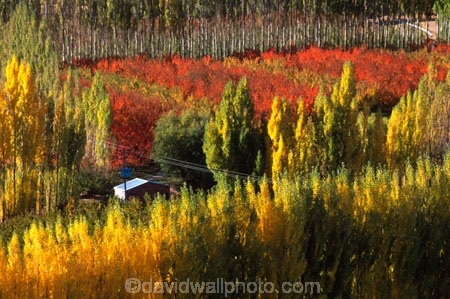 colour;colours;color;colors;yellow;autumn;gold;golden;fall;poplar;poplars;willow;willows;red;hut;shed;horticulture