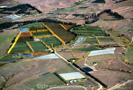 fruit;orchard;rural;horticulture;grow;growing;apricot;apricots;apple;apples;cherry;cherries;pear;pears;nectarine;nectarines;peach;peaches;poplar;poplars;fall;colour;color;yellow;orange;red;leaf;leaves;windbreak;wind-break;windbreaks;windbreak;colors;colours;shapes;shape;rectangle;rectangles;square;squares;geometric;triangle;triangles