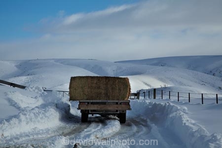 4wd;4wds;4wds;4x4;4x4s;4x4s;agricultural;agriculture;Central-Otago;cold;Coldness;country;countryside;Daytime;Exterior;extreme-weather;farm;farm-truck;farming;farmland;farms;fence;fence-line;fence-lines;fence_line;fence_lines;fenceline;fencelines;fences;field;fields;four-by-four;four-by-fours;four-wheel-drive;four-wheel-drives;freeze;freezing;hay;hay-bale;hay-bales;high-country;hill;hills;Landscape;Landscapes;Maniototo;meadow;meadows;mountain;mountains;N.Z.;natural;Nature;New-Zealand;NZ;Otago;Outdoor;Outdoors;Outside;paddock;paddocks;pasture;pastures;Pig-Root-Highway;Pig-Root-Road;Pig-Route-Highway;Pig-Route-Road;Pigroot-Highway;Pigroot-Road;Pigroute;Pigroute-Highway;Pigroute-Road;rural;S.I.;Scenic;Scenics;Season;Seasons;SH-85;SH85;SI;snow;snowfall;snowy;snowy-hills;snowy-mountains;South-Is;South-Is.;South-Island;sports-utility-vehicle;sports-utility-vehicles;State-Highway-85;State-Highway-Eighty-Five;Sth-Is;suv;suvs;The-Pig-Route;The-Pigroot;vehicle;vehicles;weather;White;winter;winter-driving;winter-driving-conditions;winter-feed;winter-road;winter-road-conditions;winter-roads;Wintertime;wintery;wintry