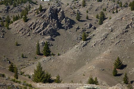 Alexandra;Central-Otago;conifer;conifers;dry;geological;geology;N.Z.;New-Zealand;NZ;Otago;pine;pines;rock;rock-formation;rock-formations;rock-outcrop;rock-outcrops;rock-tor;rock-torr;rock-torrs;rock-tors;rocks;S.I.;schist;schist-rock;SI;South-Is;South-Is.;South-Island;Sth-Is;stone;tree;trees;unusual-natural-feature;unusual-natural-features;wild-pine;wild-pines;wilding-pine;wilding-pines