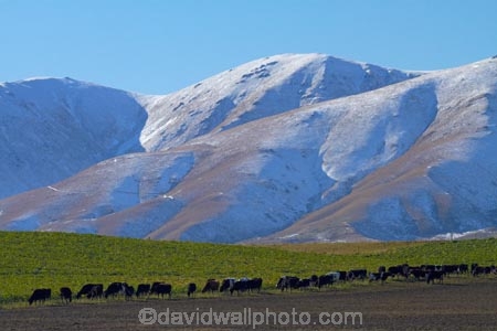 agricultural;agriculture;animal;animals;cattle;Central-Otago;cold;Coldness;country;countryside;cow;cows;extreme-weather;farm;farming;farmland;farms;field;fields;freeze;freezing;Herbivore;Herbivores;Herbivorous;Livestock;mammal;mammals;Maniototo;meadow;meadows;N.Z.;New-Zealand;NZ;Otago;paddock;paddocks;pasture;pastures;rural;S.I.;Scenic;Scenics;Season;Seasons;SI;snow;snowy;South-Is;South-Island;Sth-Is;stock;weather;white;winter;Wintertime;wintery;wintry