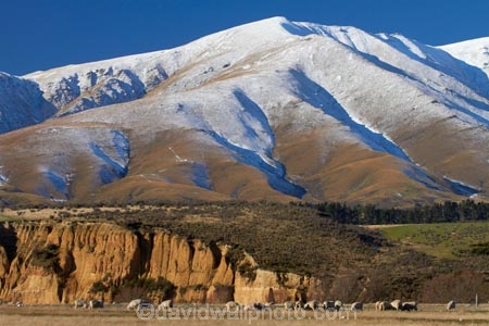 agricultural;agriculture;animal;animals;Central-Otago;cold;Coldness;country;countryside;domestic-stock;eroded;erosion;ewes;extreme-weather;farm;farm-animals;farming;farmland;farms;field;fields;flock;flocks;freeze;freezing;herbivore;herbivores;herbivorous;herd;herds;livestock;mammal;mammals;Maniototo;meadow;meadows;N.Z.;New-Zealand;NZ;Otago;outdoor;outdoors;outside;paddock;paddocks;pasture;pastures;rural;S.I.;Scenic;Scenics;Season;Seasons;sheep;SI;snow;snowy;South-Is;South-Island;Sth-Is;stock;weather;white;winter;Wintertime;wintery;wintry