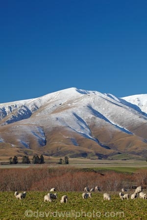 agricultural;agriculture;alp;alpine;alps;altitude;animal;animals;Central-Otago;cold;Coldness;country;countryside;domestic-stock;ewes;extreme-weather;farm;farm-animals;farming;farms;field;fields;flock;flocks;freeze;freezing;herbivore;herbivores;herbivorous;herd;herds;high-altitude;Kakanui-Mountains;Kakanui-Mtns;Kyeburn;livestock;mammal;mammals;Maniototo;meadow;meadows;mount;mountain;mountain-peak;mountainous;mountains;mountainside;mt;N.Z.;New-Zealand;nz;Otago;outdoor;outdoors;outside;paddock;paddocks;pasture;pastures;peak;peaks;Ranfurly;range;ranges;rural;S.I.;Scenic;Scenics;Season;Seasons;Sheep;SI;snow;snow-capped;snow_capped;snowcapped;snowy;South-Is;South-Is.;South-Island;Sth-Is;stock;weather;White;winter;Wintertime;wintery;wintry