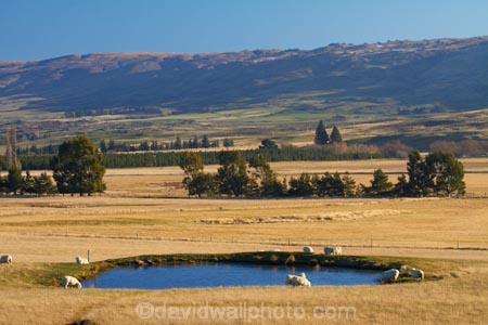 agricultural;agriculture;animal;animals;Central-Otago;country;countryside;dam;dams;domestic-stock;ewes;farm;farm-animals;farming;farmland;farms;field;fields;flock;flocks;herbivore;herbivores;herbivorous;herd;herds;irrigation-dam;irrigation-dams;irrigation-pond;irrigation-ponds;livestock;mammal;mammals;Maniototo;meadow;meadows;N.Z.;New-Zealand;NZ;Otago;outdoor;outdoors;outside;paddock;paddocks;pasture;pastures;pond;ponds;rural;S.I.;sheep;SI;South-Is;South-Island;Sth-Is;stock;white