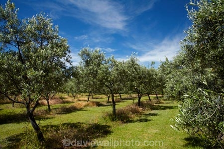 Central-Otago;country;countryside;Cromwell;crop;crops;farm;farming;farmland;farms;field;fruit;fruit-tree;fruit-trees;green;horticulture;N.Z.;New-Zealand;NZ;olive;olive-orchard;olive-orchards;olive-tree;olive-trees;olives;orchard;orchards;Otago;pip-fruit;Ripponvale;row;rows;rural;S.I.;SI;South-Is;South-Is.;South-Island;Sth-Is;summer;tree;trees