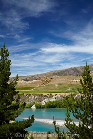 agricultural;agriculture;Bannockburn;Central-Otago;country;countryside;Cromwell;crop;crops;cultivation;farm;farming;farmland;farms;field;fields;grape;grapes;grapevine;horticulture;Kawarau-Arm;Kawarau-River;lake;Lake-Dunstan;lakes;N.Z.;New-Zealand;NZ;Otago;row;rows;rural;S.I.;SI;South-Is;South-Island;Sth-Is;vine;vines;vineyard;Vineyards;vintage;wine;wineries;winery;wines