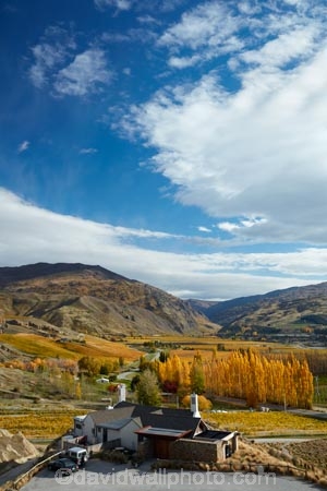 agricultural;agriculture;autuminal;autumn;autumn-colour;autumn-colours;autumnal;Bannockburn;bar;bars;cafe;cafes;Central-Otago;central-otago-vineyard;central-otago-vineyards;central-otago-wineries;central-otago-winery;color;colors;colour;colours;country;countryside;crop;crops;cuisine;cultivation;deciduous;dine;dining;fall;farm;farming;farmland;farms;field;fields;food;gold;golden;grape;grapes;grapevine;horticulture;leaf;leaves;Mt-Difficulty;Mt-Difficulty-Cafe;Mt-Difficulty-Restaurant;Mt-Difficulty-Tasting-Room;Mt-Difficulty-Vineyard;Mt-Difficulty-Winery;Mt-Difficulty-Wines;Mt-Difficulty-Wines-Tasting-Room;N.Z.;new-zealand;NZ;Otago;poplar;poplar-tree;poplar-trees;poplars;restaurant;restaurants;row;rows;rural;S.I.;season;seasonal;seasons;SI;South-Island;Sth-Is;Sth-Is.;The-Winery-Restaurant;tree;trees;vine;vines;vineyard;vineyards;vintage;wine;wineage;wineries;winery;wines;yellow