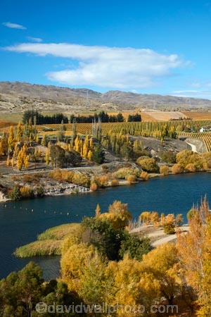 agricultural;agriculture;autuminal;autumn;autumn-colour;autumn-colours;autumnal;Bannockburn;Bannockburn-Inlet;cairnmuir-mountains;cairnmuir-range;Central-Otago;central-otago-vineyard;central-otago-vineyards;central-otago-wineries;central-otago-winery;color;colors;colour;colours;country;countryside;cromwell;crop;crops;cultivation;deciduous;fall;farm;farming;farmland;farms;field;fields;gold;golden;grape;grapes;grapevine;horticulture;kawarau-arm;lake;Lake-Dunstan;lakes;leaf;leaves;N.Z.;New-Zealand;NZ;Otago;poplar;poplar-tree;poplar-trees;poplars;row;rows;rural;S.I.;season;seasonal;seasons;SI;south-island;Sth-Is;Sth-Is.;tree;trees;vine;vines;vineyard;vineyards;water;wineries;winery;yellow