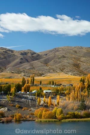 agricultural;agriculture;autuminal;autumn;autumn-colour;Autumn-Colours;autumnal;Bannockburn;Bannockburn-Inlet;cairnmuir-campground;cairnmuir-mountains;cairnmuir-range;campground;campgrounds;camping-ground;camping-grounds;Central-Otago;central-otago-vineyard;central-otago-vineyards;central-otago-wineries;central-otago-winery;color;colors;colour;colours;country;countryside;cromwell;crop;crops;cultivation;deciduous;fall;farm;farming;farmland;farms;field;fields;gold;golden;grape;grapes;grapevine;horticulture;kawarau-arm;lake;Lake-Dunstan;lakes;leaf;leaves;N.Z.;New-Zealand;NZ;Otago;poplar;poplar-tree;poplar-trees;poplars;row;rows;rural;S.I.;season;seasonal;seasons;SI;south-island;Sth-Is;Sth-Is.;tree;trees;vine;vines;vineyard;vineyards;vintage;water;wine;wineries;winery;wines;yellow