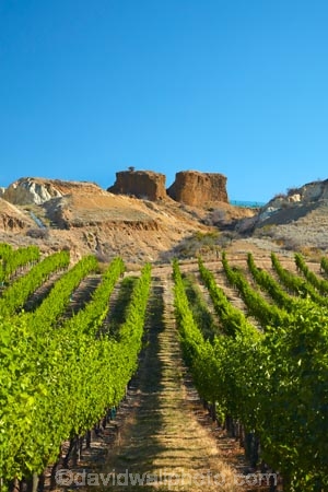 1865;agricultural;agriculture;Aotearoa;Bannockburn;Central-Otago;central-otago-vineyard;central-otago-vineyards;central-otago-wineries;central-otago-winery;country;countryside;crop;crops;cultivation;diggings;farm;farming;farmland;farms;field;fields;gold-fields;gold-mining;gold-rush;goldfields;goldmining;goldrush;grape;grapes;grapevine;heritage;historic;Historic-Gold-Sluicings;historical;history;horticulture;Mount-Difficulty-Vineyard;Mount-Difficulty-Vineyards;Mount-Difficulty-Winery;Mount-Difficulty-Wines;Mt-Difficulty-Vineyard;Mt-Difficulty-Vineyards;Mt-Difficulty-Winery;Mt-Difficulty-Wines;Mt.-Difficulty-Vineyard;Mt.-Difficulty-Vineyards;Mt.-Difficulty-Winery;Mt.-Difficulty-Wines;N.Z.;near-Cromwell;New-Zealand;NZ;old;Otago;row;rows;rural;S.I.;season;seasonal;seasons;SI;sluice;sluicing;sluicings;South-Is;South-Is.;South-Island;Sth-Is;tailings;vine;vines;vineyard;vineyards;vintage;wineage;wineries;winery;wines
